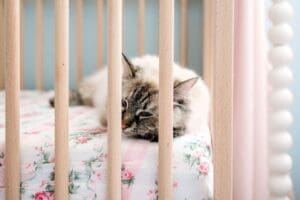 nh-newborn-inhome-photographer-16-455a6e6d-1500