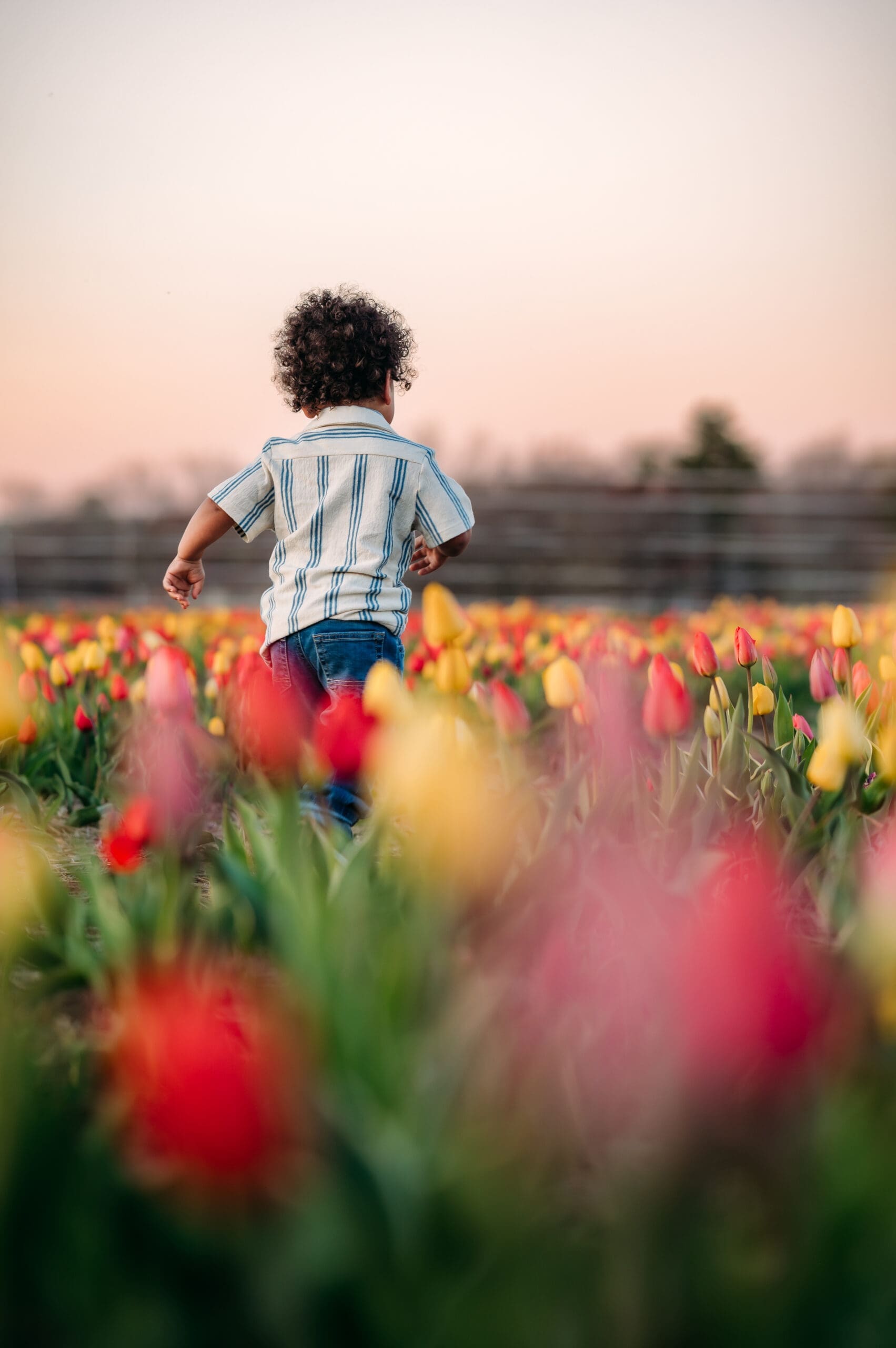 Tulip Mini Session at Tip Top tulips in Ipswich, MA