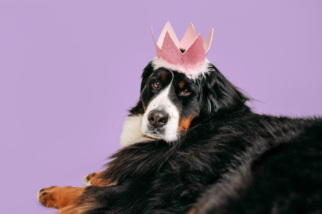 Bernese mountain dog posing with a hat and colorful background.