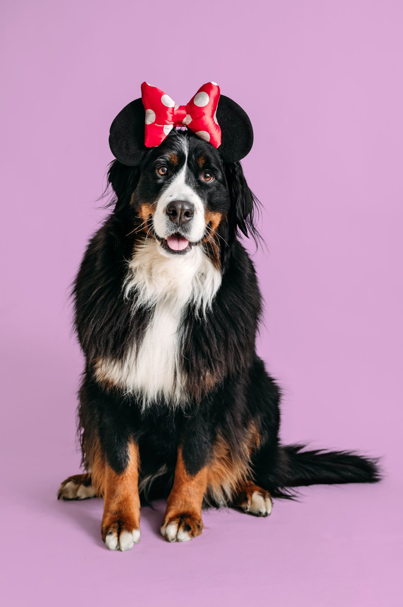 Bernese mountain dog posing with a hat and colorful background.