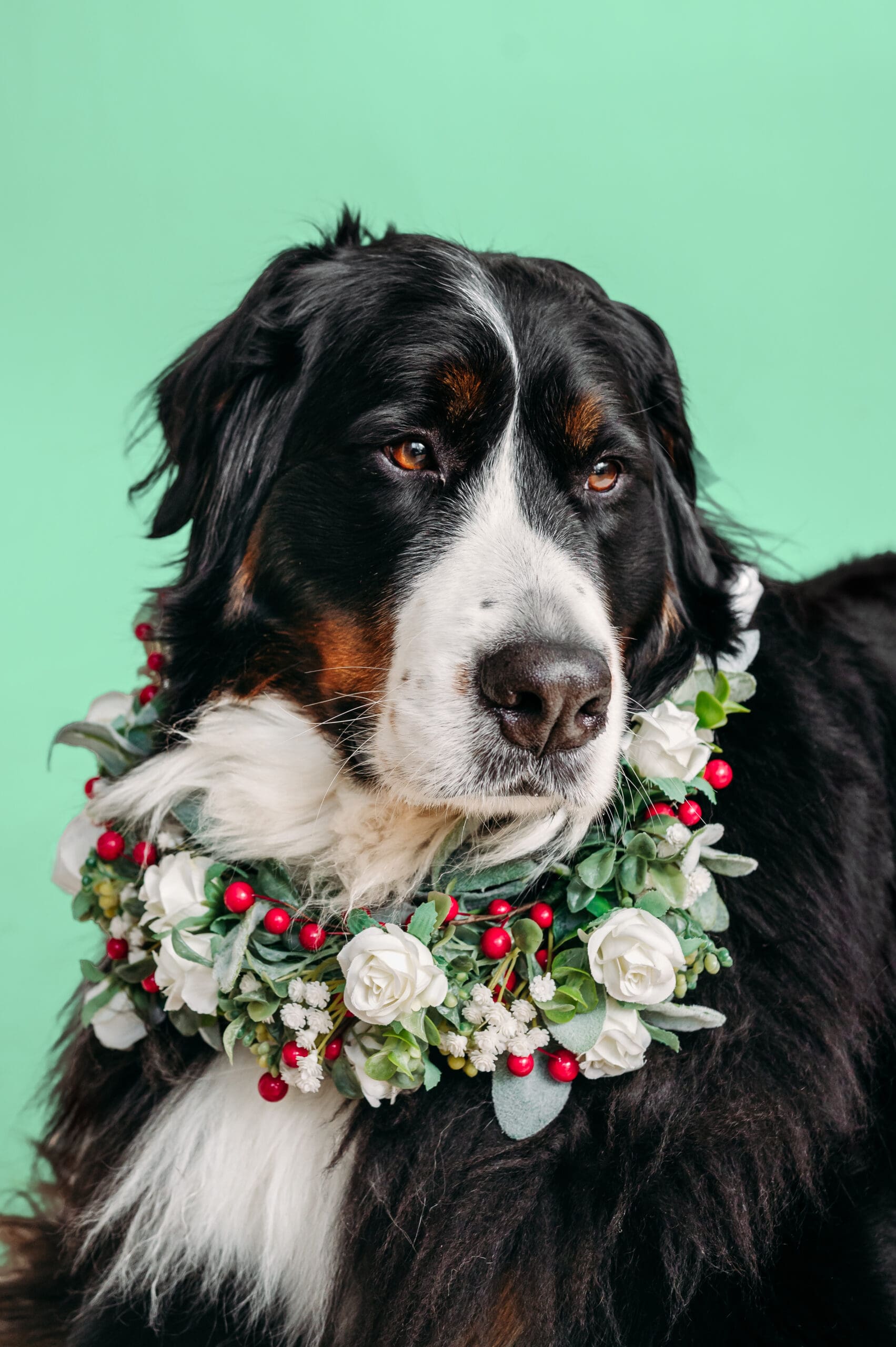 Bernese mountain dog posing with a hat and colorful background.