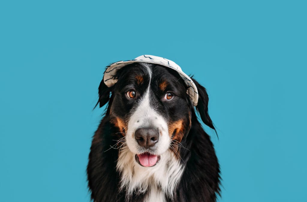 Bernese mountain dog posing with a hat and colorful background.