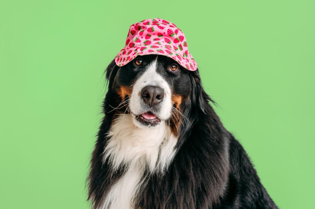 Bernese mountain dog posing with a hat and colorful background.