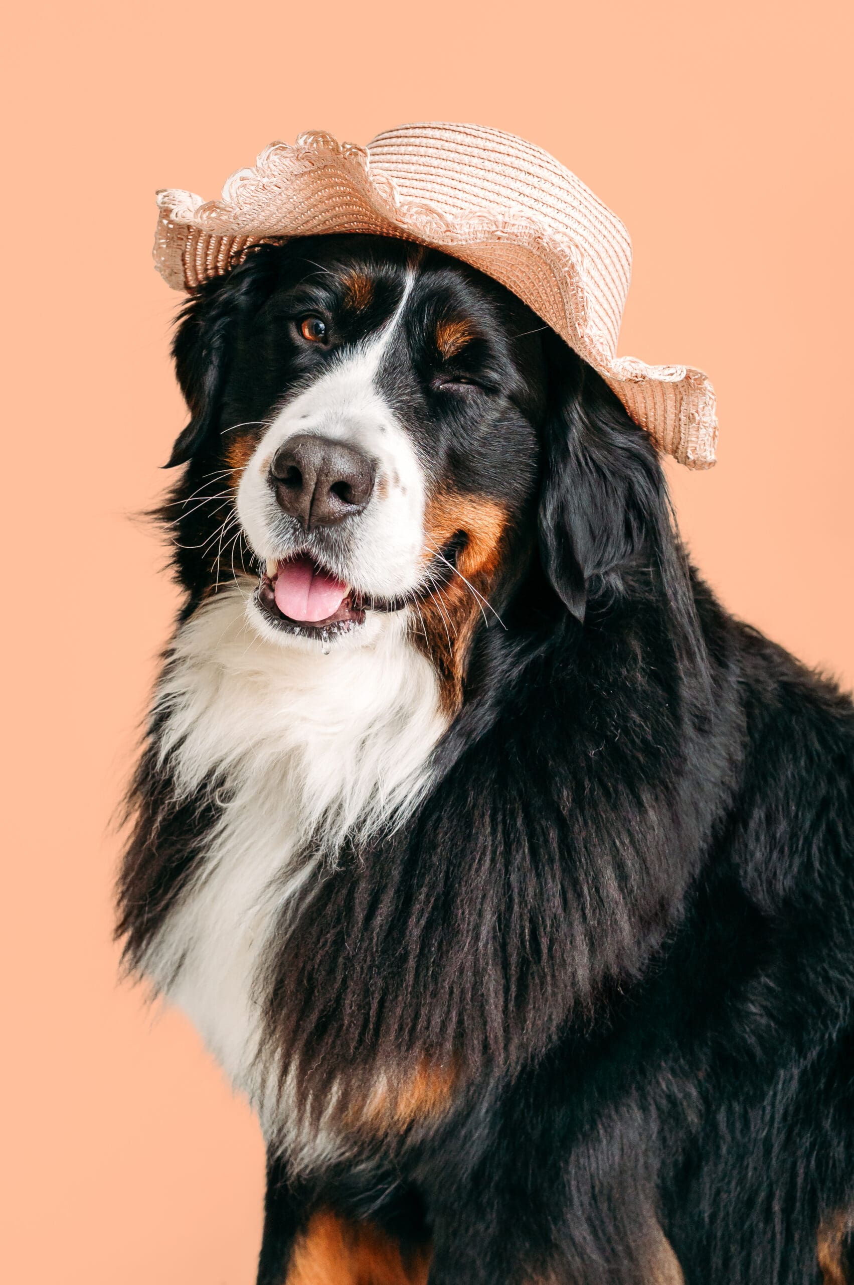 Bernese mountain dog posing with a hat and colorful background.