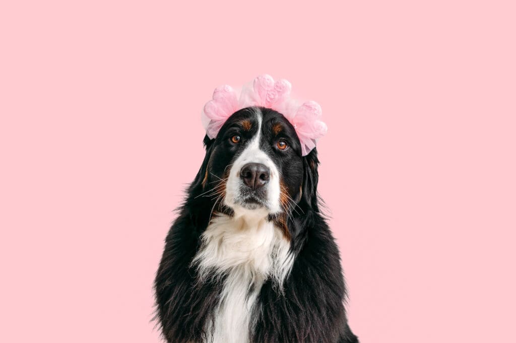 Bernese mountain dog posing with a hat and colorful background.